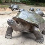 Kura-Kura Aldabra: Sang Raksasa Lembut dari Samudra Hindia
