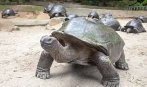 Kura-Kura Aldabra: Sang Raksasa Lembut dari Samudra Hindia