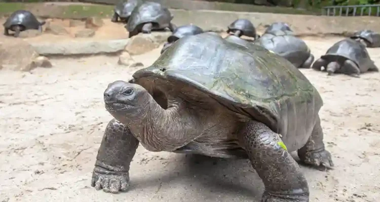 Kura-Kura Aldabra: Sang Raksasa Lembut dari Samudra Hindia