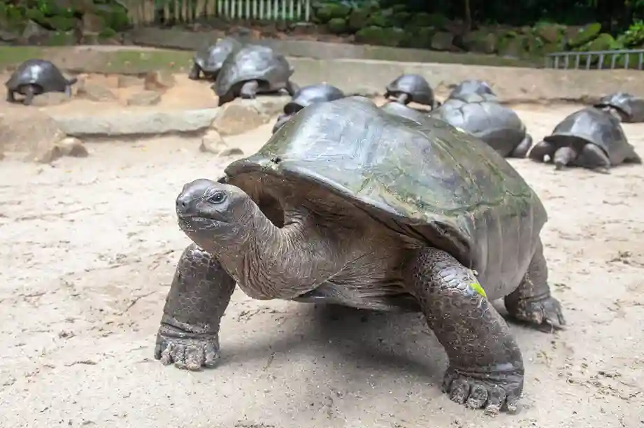 Kura-Kura Aldabra: Sang Raksasa Lembut dari Samudra Hindia