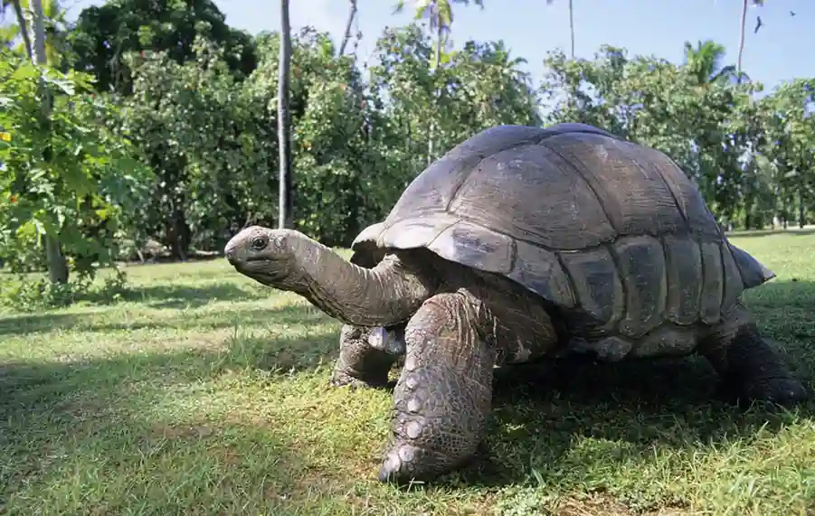 Kura-Kura Aldabra