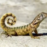 Ciri Hewan Melata dan Cara Berkembang Biak