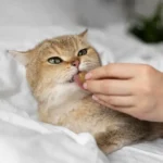 Vitamin dan Suplemen Kucing, Mana Dibutuhkan Anabul Kesayangan