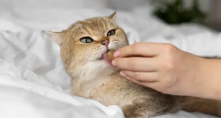 Vitamin dan Suplemen Kucing, Mana Dibutuhkan Anabul Kesayangan