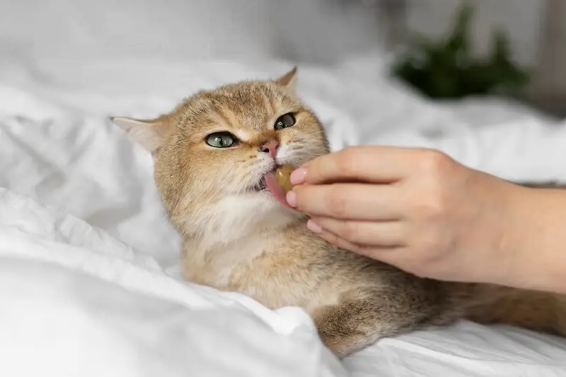 Vitamin dan Suplemen Kucing, Mana Dibutuhkan Anabul Kesayangan
