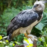 Hewan Langka Amazon, Penghuni Sunyi yang Membuat Hutan Ini Terasa Seperti Dunia Lain