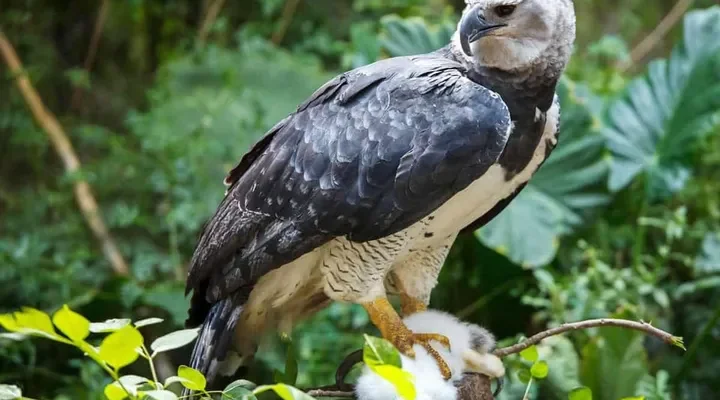 Hewan Langka Amazon, Penghuni Sunyi yang Membuat Hutan Ini Terasa Seperti Dunia Lain