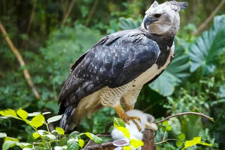 Hewan Langka Amazon, Penghuni Sunyi yang Membuat Hutan Ini Terasa Seperti Dunia Lain