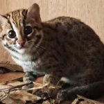 Kucing Kuwuk di Hutan