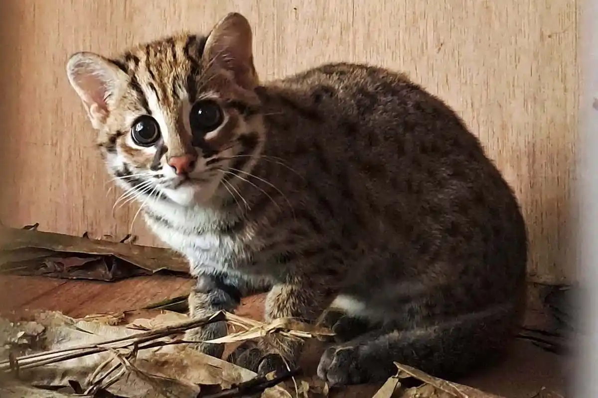 Kucing Kuwuk di Hutan