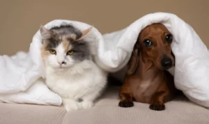 Kucing dan anjing peliharaan Kucing dan anjing peliharaan