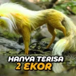 hewan paling langka