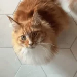 kapan kucing dijinakkan