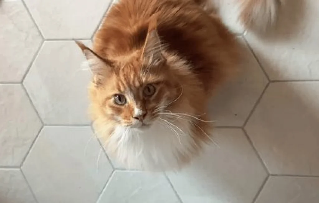 kapan kucing dijinakkan
