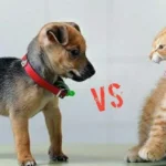kucing dan anjing