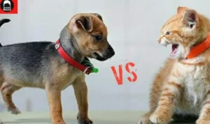 kucing dan anjing kucing dan anjing