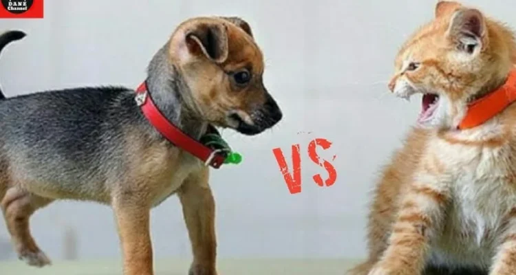 kucing dan anjing