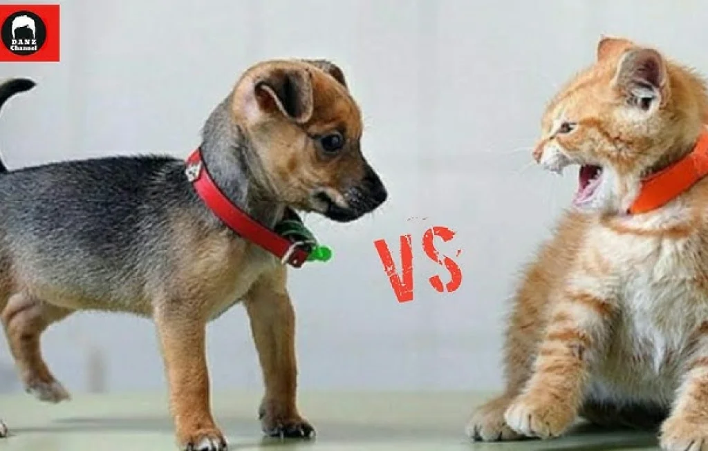 kucing dan anjing