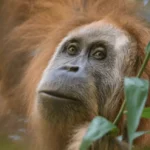 Orangutan Tapanuli Langka