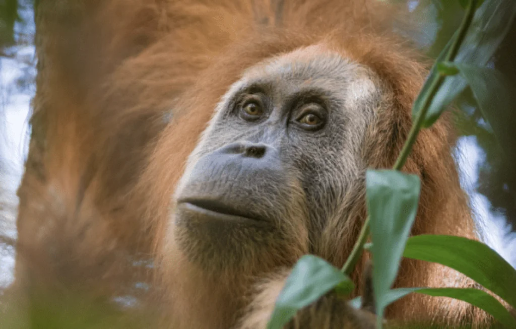 Orangutan Tapanuli Langka