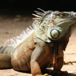 Reptil Eksotis yang Tenang di Luar tetapi Menyimpan Banyak Keunikan
