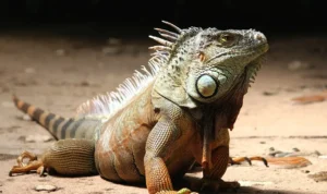 Reptil Eksotis yang Tenang di Luar tetapi Menyimpan Banyak Keunikan Reptil Eksotis yang Tenang di Luar tetapi Menyimpan Banyak Keunikan