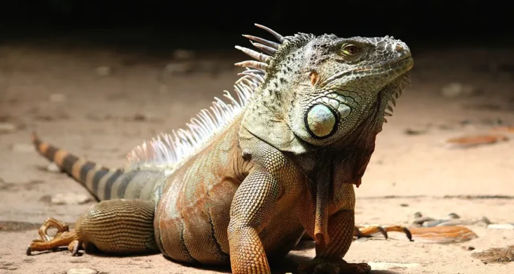 Reptil Eksotis yang Tenang di Luar tetapi Menyimpan Banyak Keunikan