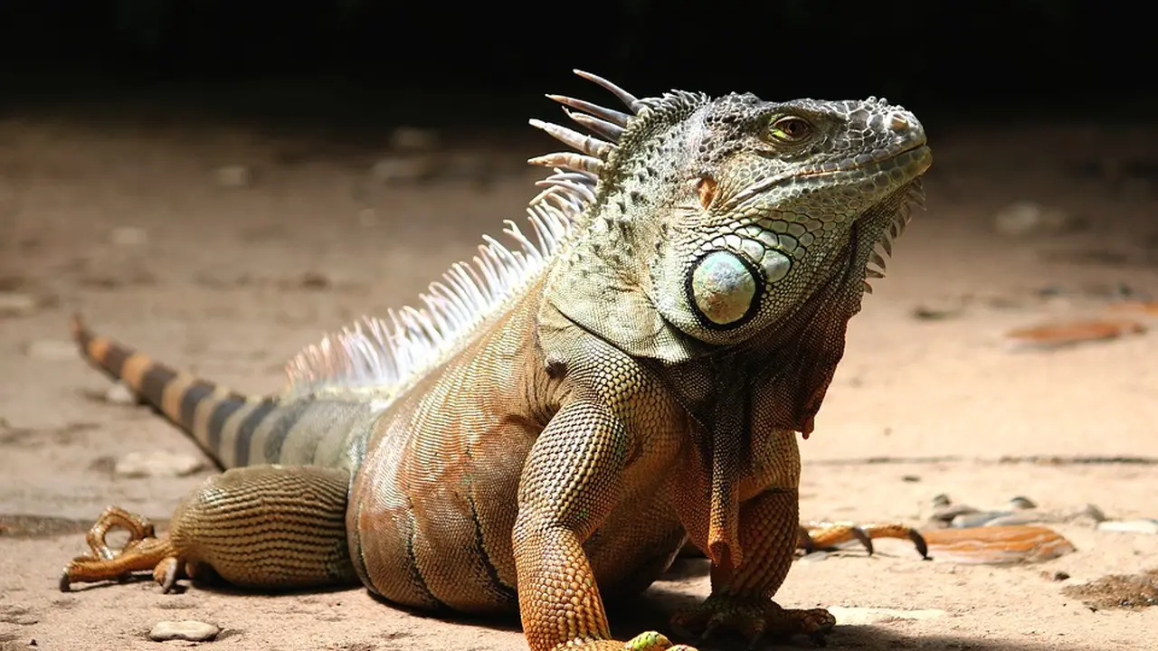 Reptil Eksotis yang Tenang di Luar tetapi Menyimpan Banyak Keunikan